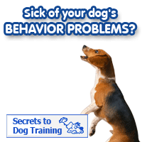 http://www.kingdomofpets.com/dogobediencetraining/?aff=talliman&type=jumping