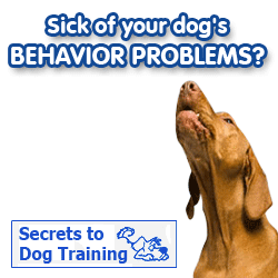 how to stop a puppy from whining at how to stop a puppy from whining at f f info 2017 how to stop a puppy from whining at how to stop a puppy from whining at f f info 2017