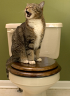 Cat Toilet