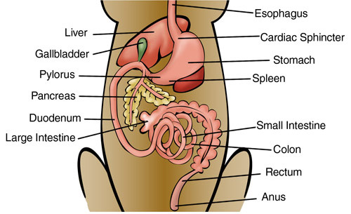 diseases of digestive system. Canine Digestive System