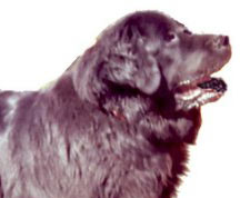 Newfoundland Dog Breed 
