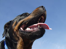 Rottweiler Dog Breed 