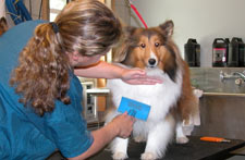 Sheltie (Shetland Sheepdog) Breed