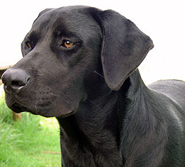 Tips tips for training a 1 year old dog Best Tips