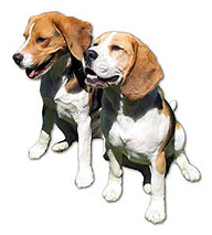 how to train a  dog & dog training
