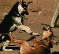 Fighting Dogs