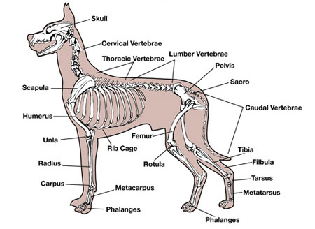 Canine Skeletal Anatomy