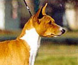 Basenji