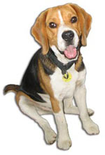 Beagle Dog Breed