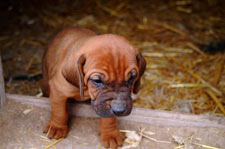 Bloodhound Dog Breed