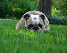 Bulldog Dog Breed 