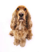 Cocker Spaniel Dog Breed