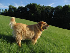 Golden Retriever Dog Breed 