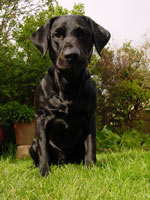 Labrador Retriever Dog Breed 