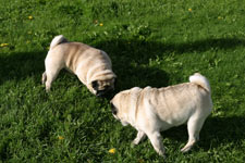 Pug Dog Breed 