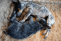 Autralian Cattle Dog