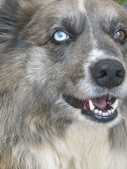 Alpha Dog