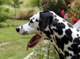 Barking Dalmatian