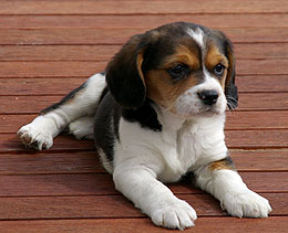 Beagle Puppy