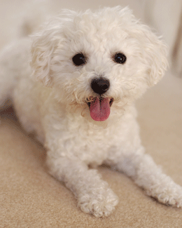 Bichon Frise