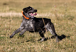 Blue Heeler