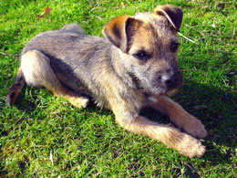 Border Terrier Cross