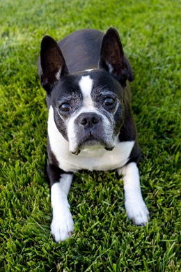 Boston terrier