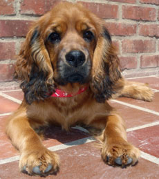 Cocker Spaniel
