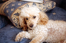 Gloden Poodle