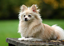 Pomeranian