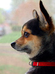 Pomeranian Chihuahua