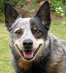 Australian Shepherd