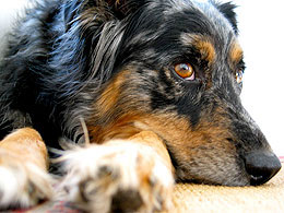 Australian Shepherd