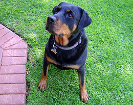 Rotweiler