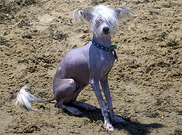 Chinese Crested