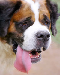St Bernard
