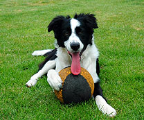 Border Collie