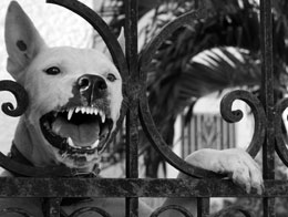 Territorial Agression