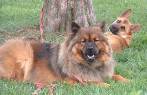 Sandy Martin and Simba