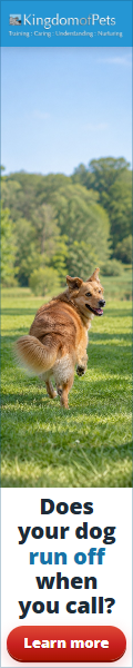 Does your dog run off when you call? Photo of a golden dog running off across a park.