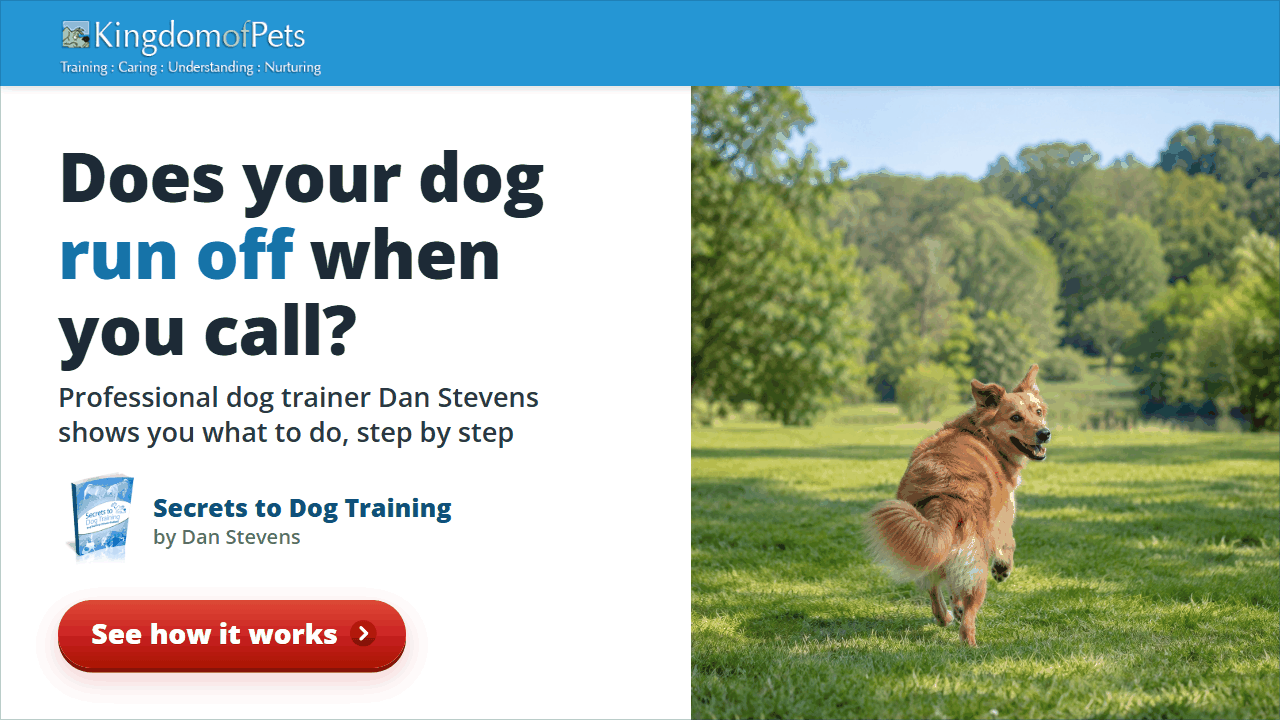 Does your dog run off when you call? Professional dog trainer Dan Stevens shows you what to do, step by step. Photo of a golden dog running off across a park.