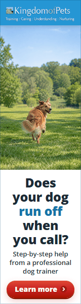 Does your dog run off when you call? Step-by-step help from a professional dog trainer. Photo of a golden dog running off across a park.