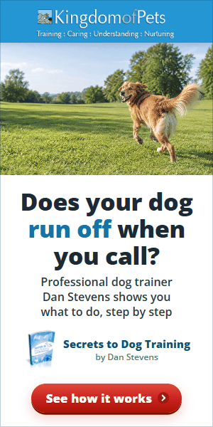 Does your dog run off when you call? Professional dog trainer Dan Stevens shows you what to do, step by step. Photo of a golden dog running off across a park.