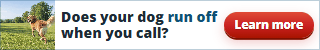 Does your dog run off when you call? Photo of a golden dog running off across a park.