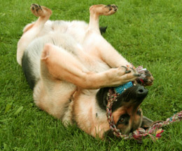 A dog rolling on the grass with a rope toy