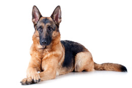 A calm German Shepherd lying down